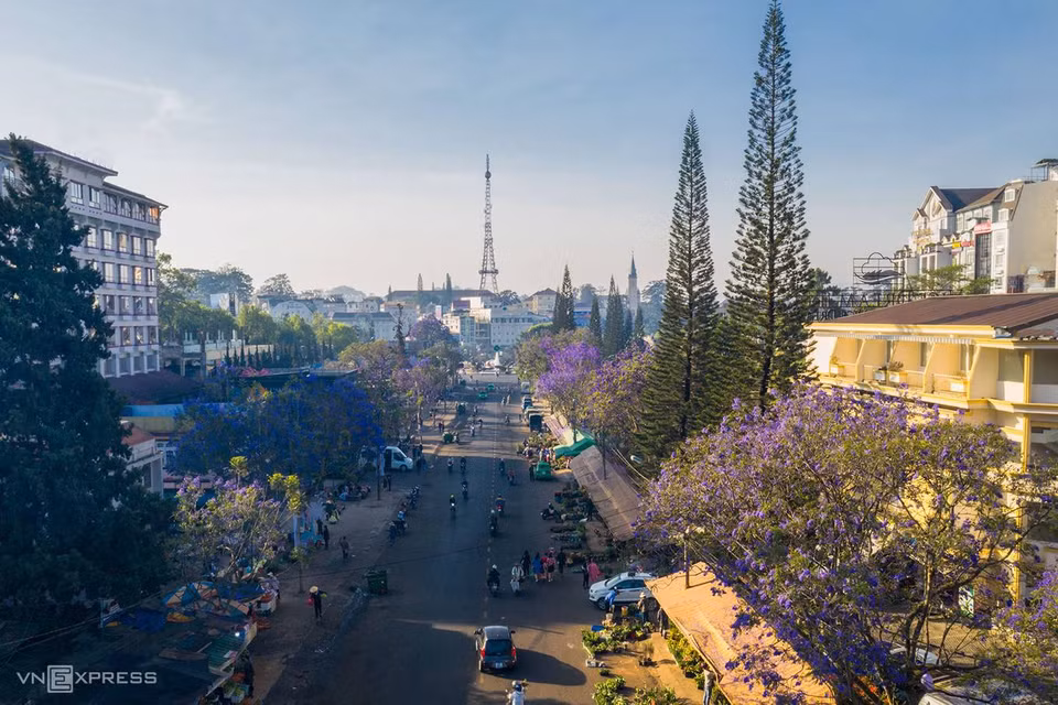 Les flamboyants violets de la rue Nguyen Thi Minh Khai, qui mène au centre du marché de Dalat, à 5 minutes à pied du lac Xuan Huong. Ces flamboyants fleurissent généralement en mars et avril, apportant une douce beauté typique de Da Lat.