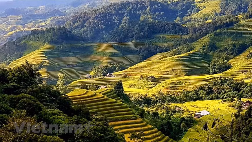 Il y a 1.380 champs en terrasses dans 11 communes du district de Hoàng Su Phi, qui ont été reconnus comme site du patrimoine national. Les rizières en terrasses apportent non seulement la prospérité à la population locale, mais créent également une belle image de la nature lors de la saison du riz. En raison des conditions météorologiques difficiles, les habitants ne font qu’une récolte par an. L'automne est le moment où le riz commence à mûrir, créant une vue étonnante de cultures mûres peignant toute la zone dans des tons de vert et de jaune. Par conséquent, les visiteurs ne peuvent qu'admirer la beauté charmante des champs en terrasses de Hoàng Su Phi en automne. Photo: Vietnamplus