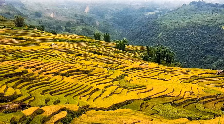 La commune frontalière de Y Ty, à l’ouest du district de Bat Xat, au nord de la ville de Sa Pa dans la province de Lào Cai (au Nord du Vietnam), est réputée pour être un endroit idéal pour profiter de la beauté éblouissante des rizières en terrasses et des nuages qui affleurent les cimes rocheuses à plus de 2 000 m d’altitude, dans la montagne Nhiu Co San. De fin septembre au début du mois d’octobre, les rizières virent au jaune vif. C’est le meilleur moment pour admirer la beauté époustouflante du riz mûr. Pour s’y rendre partir de Hanoï, les visiteurs peuvent prendre le bus, le train ou réserver un minibus à destination de Sa Pa. Photo: Vietnamplus