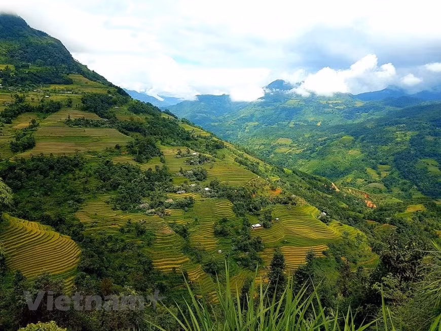 Les rizières en gradins de Hoàng Su Phi ont trois particularités que celles de Mù Cang Chai et Sa Pa, également très réputées, n’ont pas encore. La première est d’abriter la plus grande rizière en gradins du pays (près de 200 ha dans la commune de Ban Luôc). Le deuxième concerne la surface totale, de 764,8 ha. À noter qu’elles existent depuis plus de 300 ans et que les hameaux La Chi, Nùng et Dao sont à proximité immédiate. La troisième est le dénivelé: jusqu’à 1.500 m de la vallée aux crêtes. Ces rizières possèdent des milliers de gradins séparés d’un mètre les uns des autres, notamment dans la commune de Ban Luôc. Photo: Vietnamplus