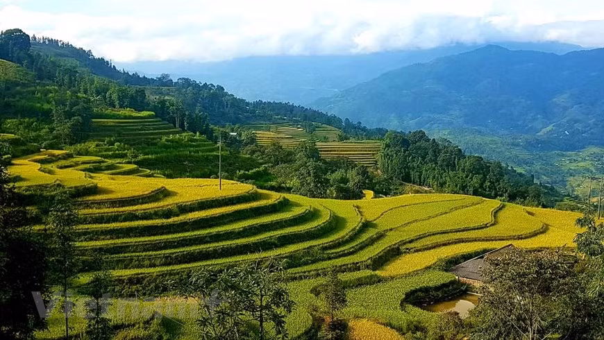 Hoàng Su Phi est un district de la province montagneuse de Hà Giang (Nord-Ouest). Couvrant environ 64.000 ha, cette localité vit de l’agriculture. En automne et en octobre notamment, elle vous offre de belles scènes de paysages. Les rizières en terrasses jaunissent, annonçant l’arrivée de la moisson. Pour le district de Hoàng Su Phi, ce sont ses rizières qui font la réputation de la région et forment des terrasses empilées à flanc de coteau. Les rizières en terrasses apportent non seulement la prospérité à la population locale, mais créent également une belle image de la nature lors de la saison du riz. Photo: Vietnamplus