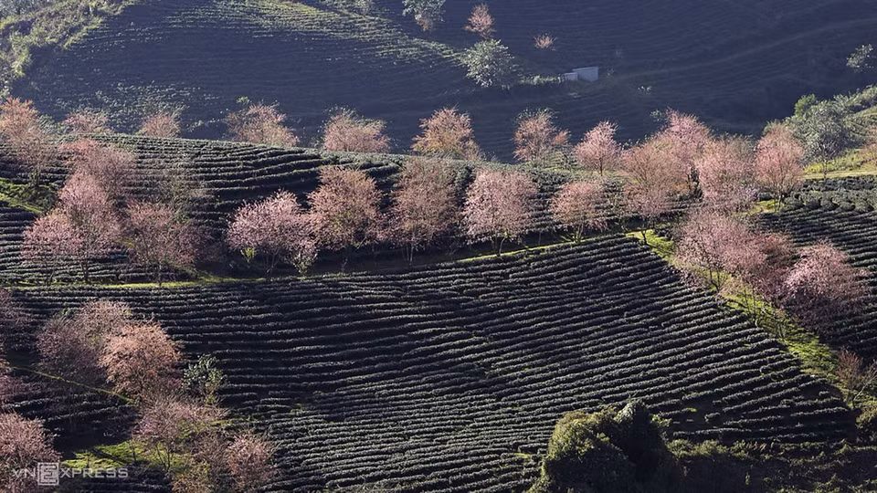 La floraison ne dure qu'un mois environ. L’idéal, c’est d’organiser une virée pour Sapa cette semaine. Sinon, il faudra attendre début janvier et aller à Dalat, lorsque cette fleur fleurira le long de nombreuses routes.