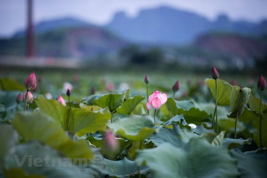 Depuis le XIe siècle, sous la dynastie royale des Ly, la fleur de lotus est un motif décoratif populaire. La Pagode au Pilier unique de Hanoï (XIe siècle) représente un lotus avec sa tige émergeant de l’eau, liant ainsi la bouddhisme au culte de la fécondité, la colonne (la tige) supportant l’édifice (la fleur) pourrait être un linga et l’étang un yoni. Le lotus est aussi lié à la vie quotidienne du peuple. Dès sa naissance, le garçon pourrait être appelé Liên (lotus) comme l’ «intégrité» alors que la fille pourrait porter le même nom mais qui évoque la pureté et la beauté. Beaucoup de pagodes ont adopté le nom du lotus: Kim Liên (Lotus d’or), Bach Liên (lotus blanc), Liên Tri (mare aux lotus). Photo : Vietnam+