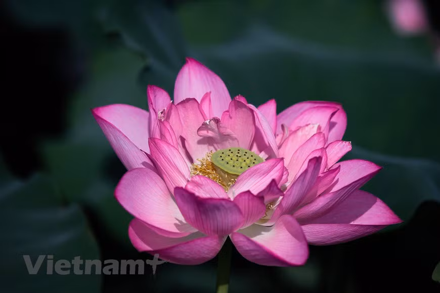 De juin à août, des milliers de fleurs de lotus s’épanouissent dans les étangs créant des scènes très romantiques. La tradition culturelle du Vietnam est marquée profondément par les fleurs. Dans le roman en vers «Truyên Kiêu», le poète Nguyên Du (1766-1820) emploie le mot «hoa» (fleur) dans 130 vers, sans compter encore d’autres où figurent directement les noms de fleur sans l’article «hoa». Le lotus, très populaire au Vietnam, se rattache à une tradition culturelle commune à plusieurs peuples d’Asie et d’Afrique. À l’origine, il est le symbole de la vie émergeant du chaos primitif des eaux marécageuses, il représente le sexe de la femme, la matrice des matières de l’univers biologique, de l’élan vital et de la volupté. Photo : Vietnam+