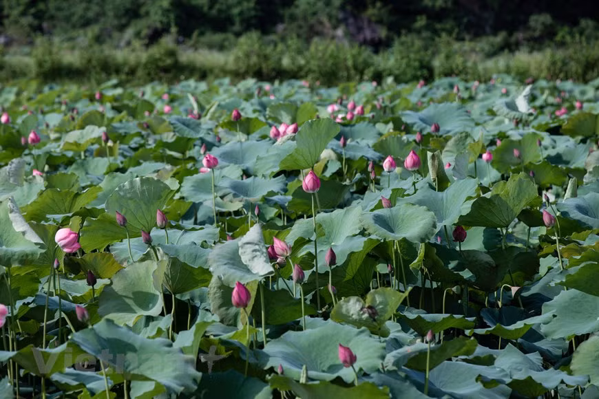 Plus vous regardez de près, plus vous sentirez la beauté de cette fleur, une beauté pure et éthérée, discrète mais toujours pleine d'un charme envoûtant. Les fleurs de lotus déploient leurs feuilles et fleurissent avec leur parfum distinct, attirant de nombreux visiteurs. «Vietnam, le destin du lotus» est un recueil de morceaux choisis sur la littérature vietnamienne, en français. Les auteurs expliquent pourquoi ils ont choisi le lotus: «Domination chinoise, colonisation française, division du pays, guerre de libération nationale, comme le lotus, capable de s’épanouir sur les marais les plus fangeux, la littérature vietnamienne moderne et contemporaine est née sur un sol mouvant de violence». Photo : Vietnam+ 