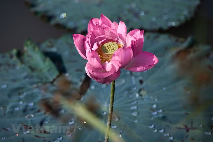 Le lotus inspire aussi de nombreux artistes. Les fleurs de lotus aident les gens à se sentir sereins. «Le lotus dans tous ses états» est un film écrit et réalisé en 2011 par le metteur en scène Philippe Rostan de Paris (France). «Les images distillent de bien belles émotions… Il faut les voir et revoir. Elles nous disent le lotus, bien sûr, mais bien d’autres choses, tellement subtiles que les mots ne savent pas le dire…» (Janine Gillon, vice-présidente du Centre d'information et de documentation sur le Vietnam contemporain). C’est dire aussi l’actualité du lotus, fleur qui occupe une place importante dans la psyché vietnamienne. Photo : Vietnam+