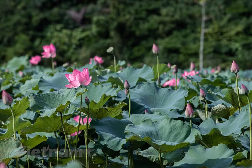 Lorsque les premiers rayons de soleil touchent les timides bourgeons de lotus, c’est tout l’étang qui s’éveille. Dans la vie spirituelle des Vietnamiens, le lotus symbolise la pureté. Cette fleur est profondément liée à la vie quotidienne de la population. Elle est omniprésente dans la composition de nombreux monuments culturels. Presque toutes les parties du lotus - ses feuilles, ses graines, sa fleur et son tubercule -, sont utilisées dans la gastronomie, les thés ou la fabrication de médicaments. Les feuilles de lotus sont aussi utilisées comme emballage pour le riz aux graines de lotus. Ses graines sont aussi indispensables pour la préparation de certains «che» (dessert typique du Vietnam). Photo : Vietnam+