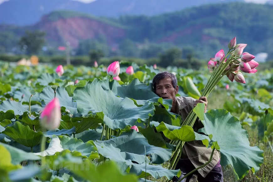 Ces dernières années, les habitants de la commune d'An Phu ont fait de la culture de lotus une nouvelle source de revenu. Actuellement, les cultures de lotus dans la localité couvrent près de 200 hectares. En moyenne, chaque hectare rapporte environ 50 millions de dongs à l’année. Luu Tien Hung, par exemple, propriétaire d’étangs de lotus, plante des variétés en provenance de lagons centenaires de son village, lesquelles produisent de grandes fleurs avec de nombreuses graines. À An Phu, les gens cultivent le lotus principalement pour récolter des graines tandis que les étangs de lotus nichés au cœur de montagnes calcaires sont encore peu connus de gens. Photo : Vietnam+