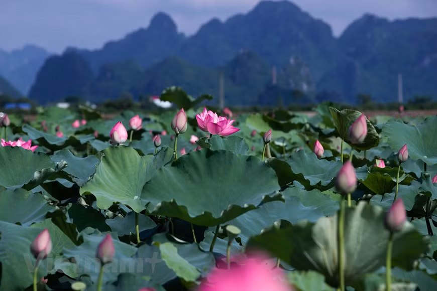 Au Vietnam, selon le chercheur culturel Huu Ngoc, le lotus évoque en général le bouddhisme. En tout cas, le bouddhisme et le confucianisme souvent s’amalgament dans les croyances populaires. Selon les anthropologues, le lotus est à l’origine de deux symboles différents: celui de la pureté (bouddhisme, vertu) et celui de la sexualité (culte de la fécondité). Dans l’Égypte ancienne, le lotus représentait déjà la matrice qui aurait donné naissance à l’univers et à la vie surgissant de l’immensité des eaux. Dans l’hindouisme, c’est du nombril de Vishnou qu’émerge le lotus dont le corolle abrite Brahma. Le lotus blanc est de caractère masculin (prospérité), le lotus vert est féminin. Photo : Vietnam+