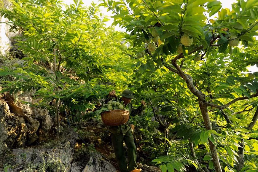 Le volume de fruits du district de Chi Lang est estimé à 16.000 tonnes pour une valeur d’environ 600 milliards de dôngs de chiffres d’affaires. Photo: VNA 