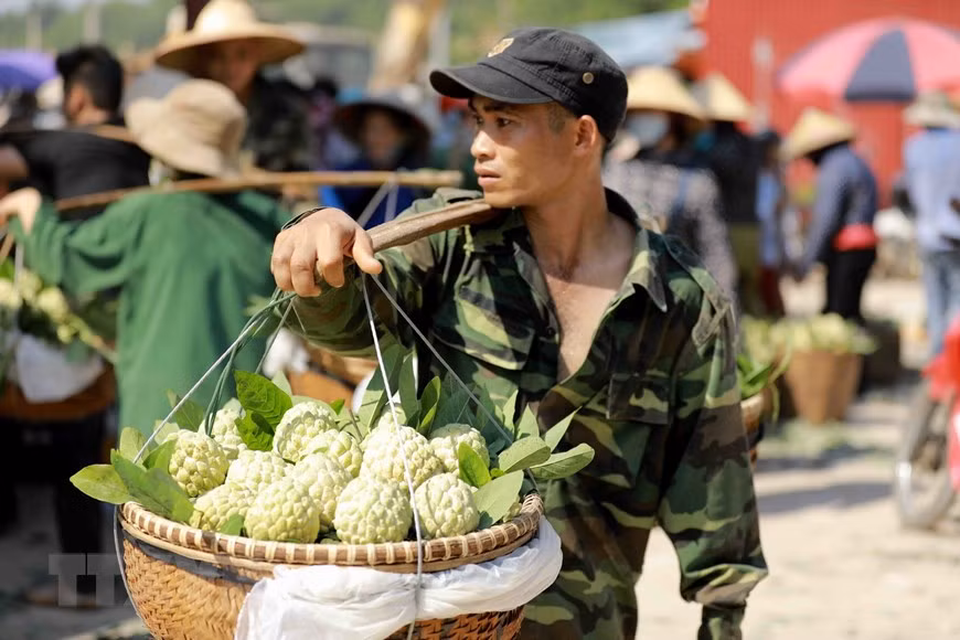 Les pommes cannelles de Chi Lang vendues dans d'autres localités du pays. Photo: VNA 