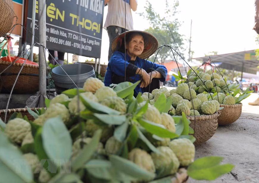 La pomme cannelle de Chi Lang est appréciée pour sa grosse taille et sa saveur. Photo: VNA 