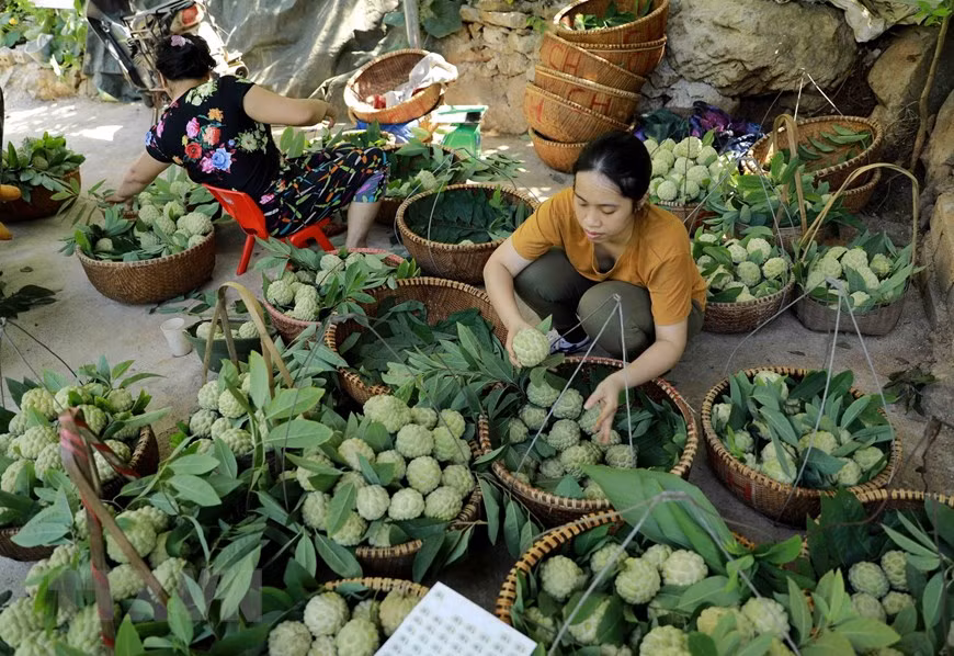 Un marché de pomme cannelle dans le chef-lieu de Dong Banh, district de Chi Lang, province de Lang Son. Photo: VNA 