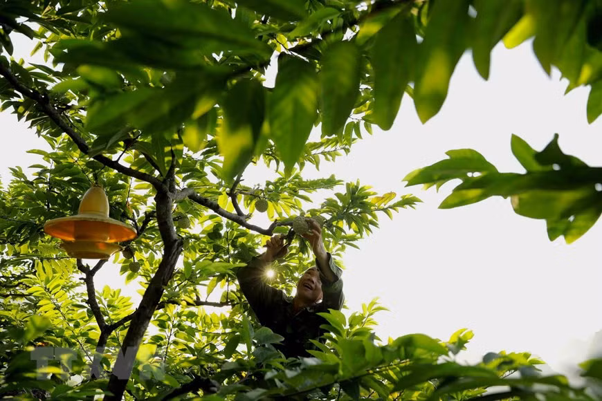 Pour la saison de récolte 2020, le district de Chi Lang dans la province de Lang Son (Nord) compte environ 1.600 ha de cultures de pomme cannelle donnant des fruits, dont plus de 195 ha aux normes VietGAP et GlobalGAP. Photo: VNA 
