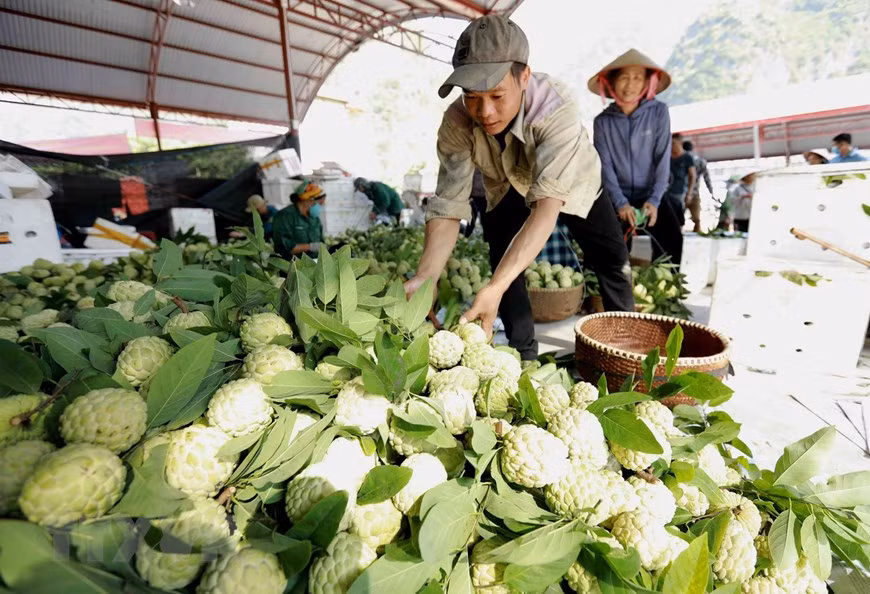 Chez un commerçant dans le chef-lieu de Dong Banh, district de Chi Lang: la récolte est sélectionnée avant d’être vendue dans l’ensemble du pays ou exportée en Chine. Photo: VNA 