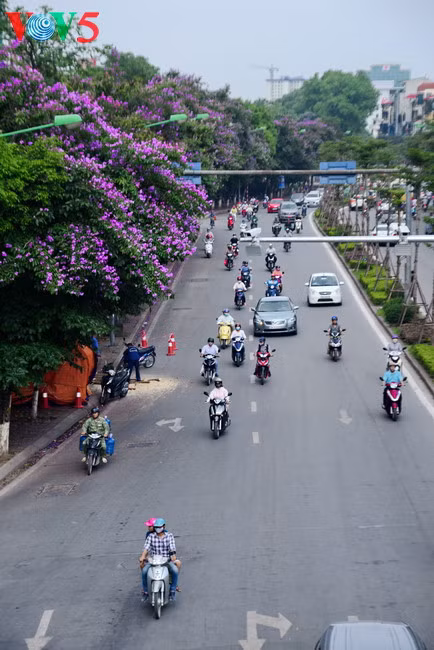 Le lilas des Indes est l’un des premiers à fleurir, recouvrant les trottoirs de ses fleurs mauves.