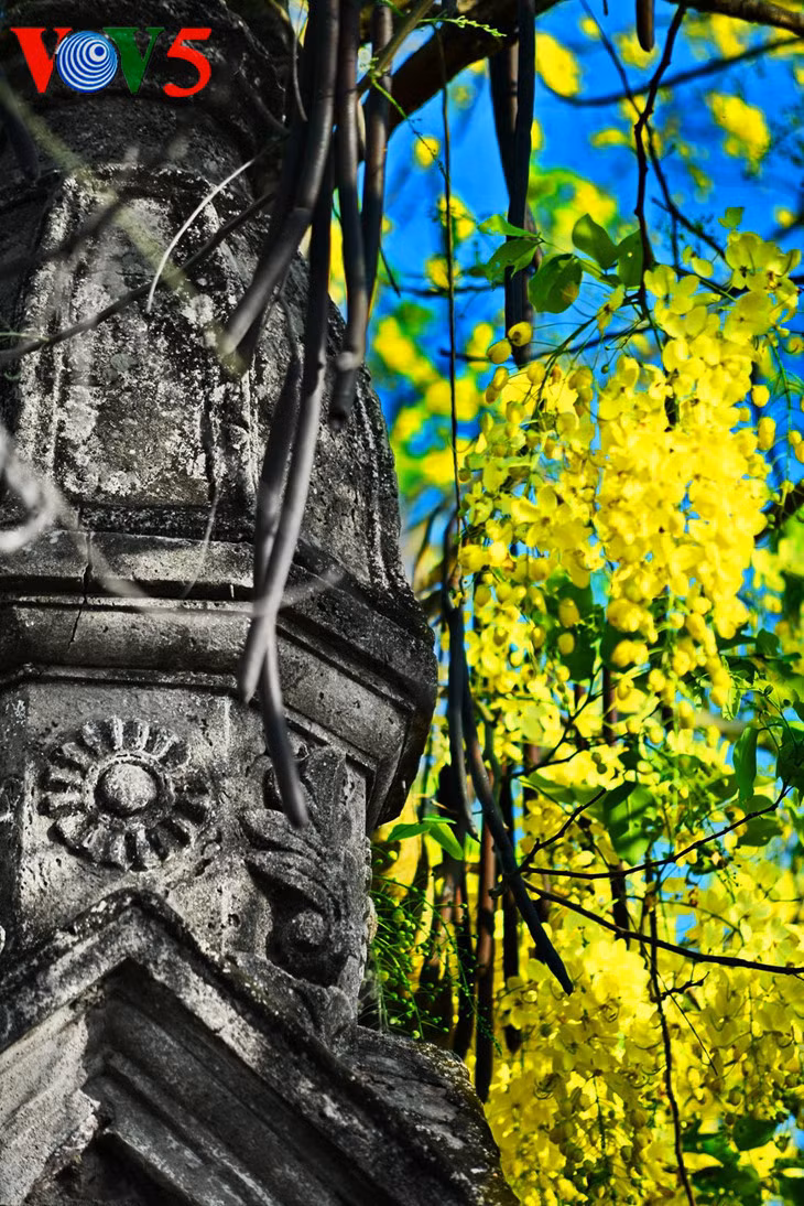Le cassia fistula est planté dans certaines rues comme celles de Lê Trọng Tấn, Nguyễn Đình Thi, et de Lạc Long Quân, et autour du lac de l’Ouest. Cet arbre, d’une hauteur moyenne de 10 mètres, donne des fleurs jaunes en grappes de 20 à 40 cm de longueur.