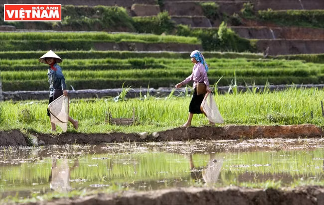 Lorsque l’eau est pleine dans les champs en terrasses, les enfants du hameau Lim Thai attrapent des poissons