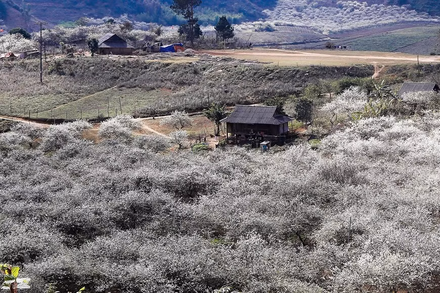  La forêt conifère Ban Ang et le chemin menant au poste frontalier de Long Sap sont couverts de fleurs de prunier.Bien que Moc Chau ne soit pas trop loin de Hanoi, il lui faut un minimum de deux jours pour profiter pleinement du plateau, en particulier en gardant à l'esprit l'abondance de circuits parmi lesquels choisir. Rejoignez un circuit de départ fixe pour visiter le festival indépendant du Têt Hmong ou ajoutez à votre itinéraire une excursion de rafting aventure induisant l'adrénaline sur la rivière Ma. Les aventures à vélo sont également un excellent moyen d'explorer la région vallonnée et pittoresque. Photo: The Dai/Vietnam+ 