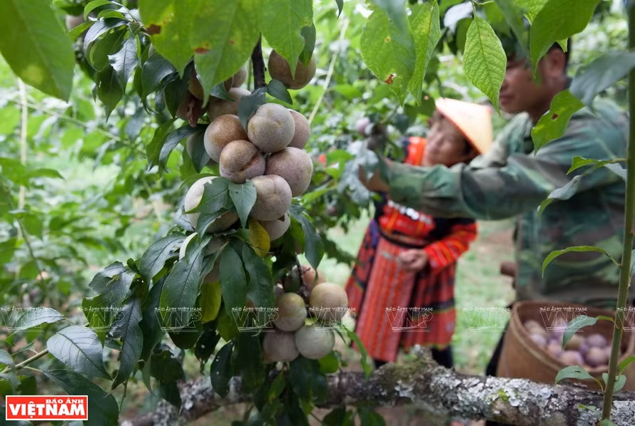La famille de Trang A Dung, du village de Pa Khen, et ses cultures d’une centaine de pieds de pruniers qui ont plus d'avantages compétitifs que d’autres arbres fruitiers de Son La…