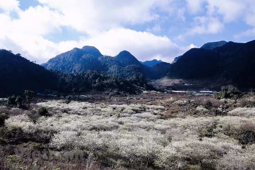 Si vous êtes au Vietnam au printemps, ne ratez pas l’opportunité de contempler la beauté stupéfiante du plateau de Moc Chau (la province de Son La, situé à environ 200km de Hanoi) lors que des fleurs de prunier recouvrent toutes les pentes des montagnes. Il s’agit d’un moment très magnifique qui donne à tous les visiteurs des expériences passionnantes. Une fois visité, vous êtes tout à fait séduits par des paysages comme une peinture: des maisons sur pilotis silencieux sont nichées à flanc de montagne et des fleurs de pêche et de prunier s’épanouissent dans le vent du printemps. Il semble que toutes les choses deviennent plus aimables et plus attrayants dans l’air pur de la première saison de l’année. Un vrai retour à la nature. Photo: The Dai/Vietnam+ 