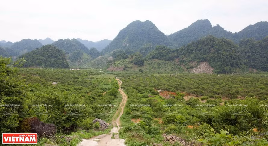 Avec sa centaine de ha de pêchers, la vallée Na Ka, commune de Tân Lâp, bourg de Môc Chau, est considéré comme le "pays" des pruniers.