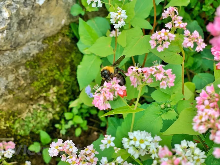 Afin de promouvoir le potentiel touristique de la région, les autorités de Ha Giang ont décidé d'augmenter le nombre de champs de fleurs de sarrasin afin d'attirer davantage de visiteurs. Chaque année, vers le mois de l'octobre et du novembre, un festival de fleurs de sarrasin se tient à Ha Giang, qui propose des performances artistiques et des étalages de produits à base de fleurs de sarrasin (tels que des bouquets de fleurs de sarrasin, des gâteaux à la fleur de sarrasin et d’autres plats, des peintures et des œuvres de fleur de sarrasin, thé, etc.) afin de célébrer l’épanouissement de ces fleurs emblématiques dans le district de Dong Van, dans la province de Ha Giang. Ce festival annuel enchante des années l'un après l'autre les amateurs de fleurs, les couples et les passionnés de photographie. Photo: Xuan Mai/Vietnam+ 