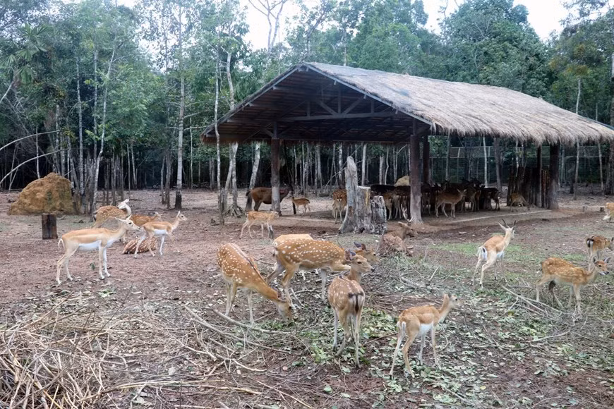 A Vinpearl Safari Phu Quoc. 