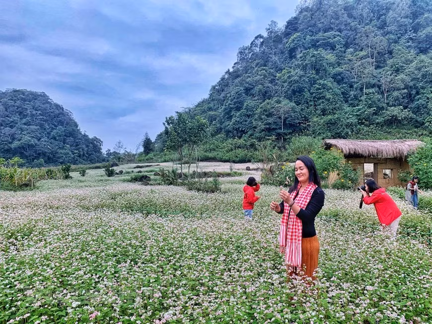 Selon une légende de la minorité Hmong, à l’époque où les habitants de cette région montagneuse vivaient principalement du riz et du maïs, une famine dévasta les villages. La terre est devenue stérile et les gens partirent à la recherche de nourriture. Un jour, un parfum étrange et agréable les attira et les poussa à suivre. Au milieu des rochers, on découvrit de petites fleurs blanches rosées, en forme de triangle inverse. C’est ainsi que la famine prit fin. Le sarrasin a de nombreux avantages nutritionnels et est une bonne source de protéines de haute qualité faciles à digérer. Depuis lors, les Hmong confectionnent dès l’automne des gâteaux et des jarres d’alcool de fruit du sarrasin. Ce type de fleur est alors devenu une partie essentielle de leur vie quotidienne. Photo: Xuan Mai/Vietnam+ 