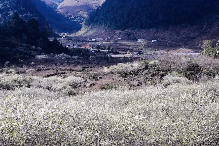Les visiteurs peuvent se rendre à Phiêng Cành, Vân Hồ, Lóng Luông, Ba Khe, Thông Cuông, Pa Phách, Tân Lập, etc. pour admirer les fleurs des pruniers. Des vallées de pruniers en fleurs toutes blanches, des forêts de pêchers aux fleurs rouges foncés ; çà et là, des champs de crucifère aux fleurs jaunes qui s’étendent à perte de vue… Une visite incontournable pour tous les touristes amoureux de la nature. Cette année, dès les premiers jours de printemps, les pruniers en fleurs enveloppent tous les alentours d’un manteau d’un blanc immaculé car la province réserve pour la culture de cet arbre 1200 ha dans les communes de Loong Luông, Vân Ho (district de Van Ho), les bourgs Nong Truong, Tân Lap, Muong Sang…. Photo: The Dai/Vietnam+ 