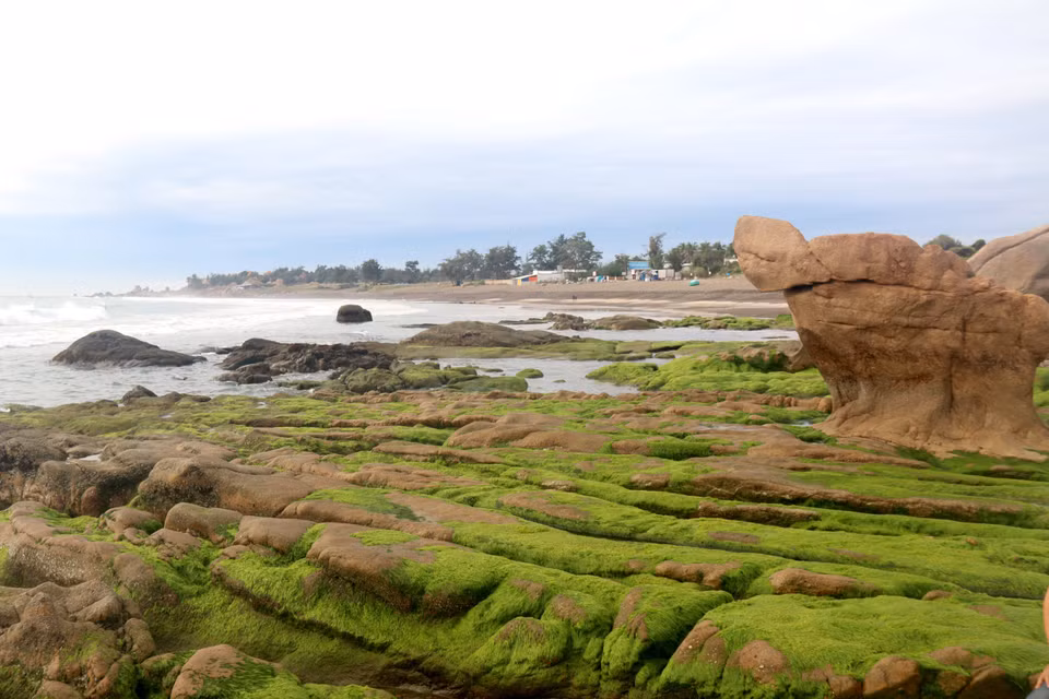 La plage de Co Thach est célèbre pour son paysage unique, la mousse pousse naturellement. 