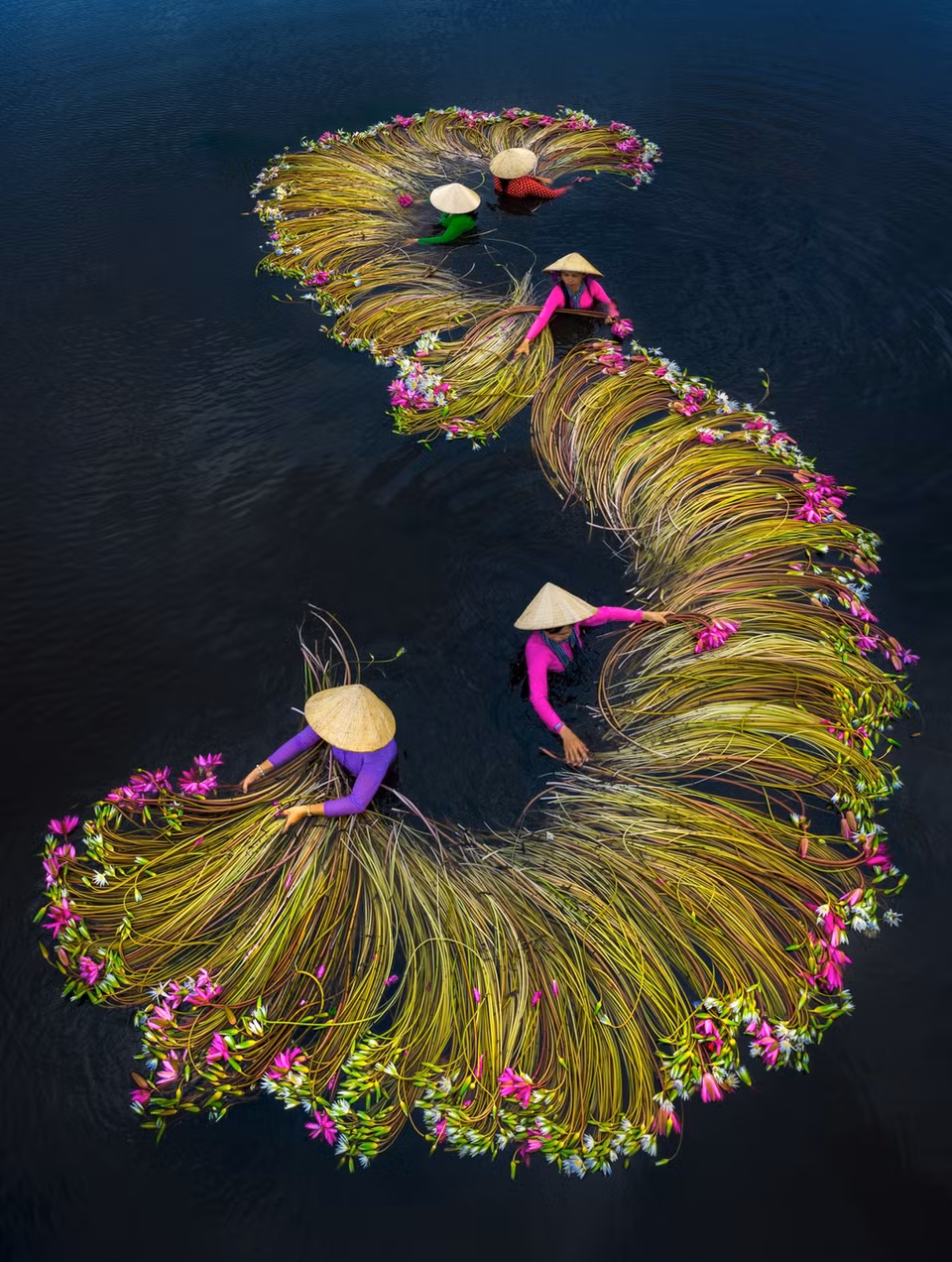 "La saison de récolte des fleurs de nénuphars", du photographe Pham Huy Trung, était parmi les favoris dans la catégorie "Personnes". La disposition des fleurs formant une bande en forme de S rend la photo encore plus impressionnante. Ce photographe a également présenté une autre œuvre sur le thème de la saison des récoltes.