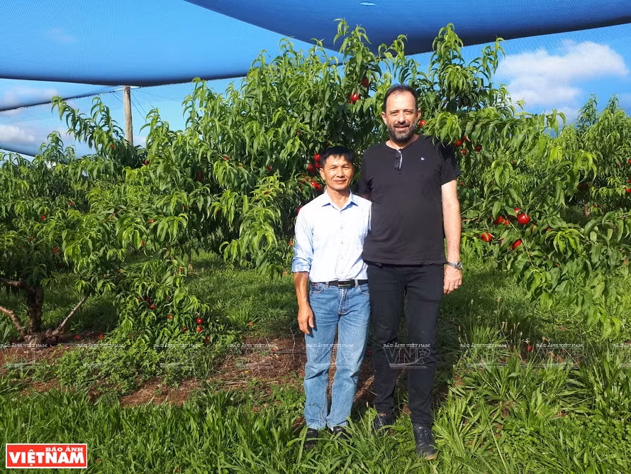 Pham Van Quyêt, propriétaire de la ferme Quyet Thanh, et Oleg Nicetic, enseignant de l’Université australienne Queensland, chef du projet d’arbres fruitiers des zones tempérées d’ACIAR, visitent un jardin de pêchers en Australie. Photo : archives d’ACIAR