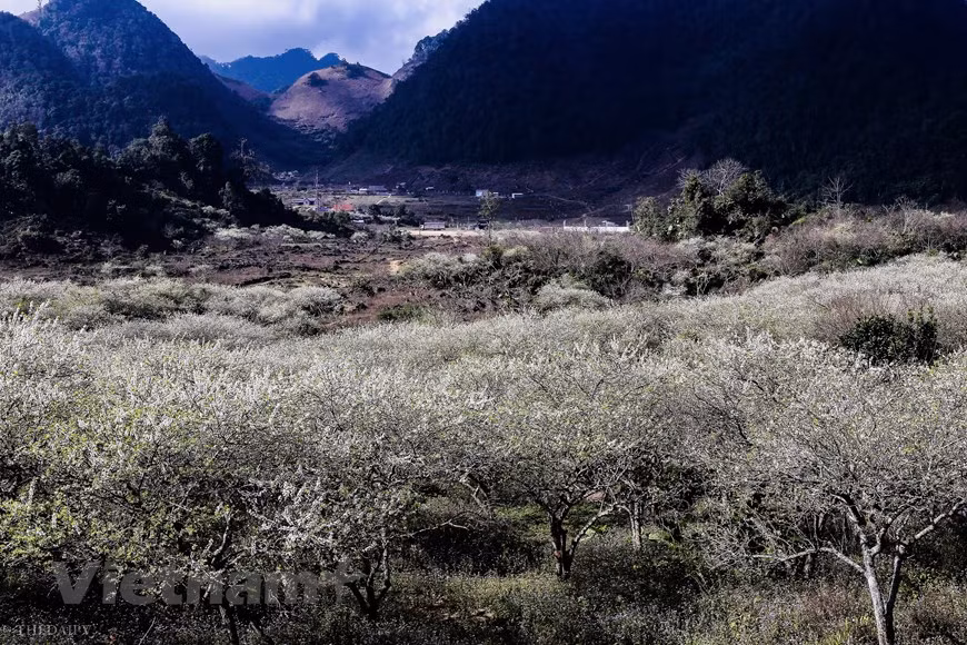 Matin d'en haut est tombé, lentement à travers les branches des arbres et ensuite imprimé sur le sol humide de printemps, créant une scène romantique. Les fleurs s'épanouissent, choisissent un angle de vue sur le haut, on a l'impression qu'il y a des milliers de nuages blancs flottant embrassant le tronc, embrassant le village. Au lieu du blanc tout froid, les fleurs de pêcher célèbrent leurs magnifiques aspects. Il y a juste un mois, étant donné le froid aigu dominant aux régions septentrionales plusieurs jours, les fleurs de pêcher forestiers s’épanouissent plus tardives qu’elles avaient l’habitude des années antérieures. Les fleurs de pêcher s’épanouissent annuellement au milieu du Février, donc, les visiteurs voulant admirer le paysage printanier doivent partir après les vacances de Tet. Photo: The Dai/Vietnam+ 