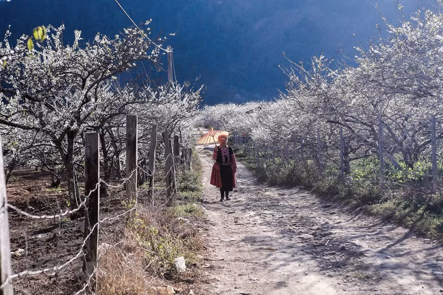 Moc Chau est un endroit avec de nombreux potentiels et avantages pour développer le tourisme dans une région. Les vergers de pruniers s'épanouissent partout. Une allée nichée sous la verdure des pruniers. Les fleurs en pleine nature ont une incomparable beauté. Le prunier est la principale source de revenu de la population de Môc Châu. Ils sont cultivés partout, dans la cour de devant et le jardin de derrière, en guise de porche. Assurément, Môc Châu est une des destinations choisies par les photographes, car ils peuvent y saisir de beaux moments et des paysages parfaits pour exercer leur créativité, comme, par exemple, avec des maisons sur pilotis noyées dans les fleurs. Photo: The Dai/Vietnam+