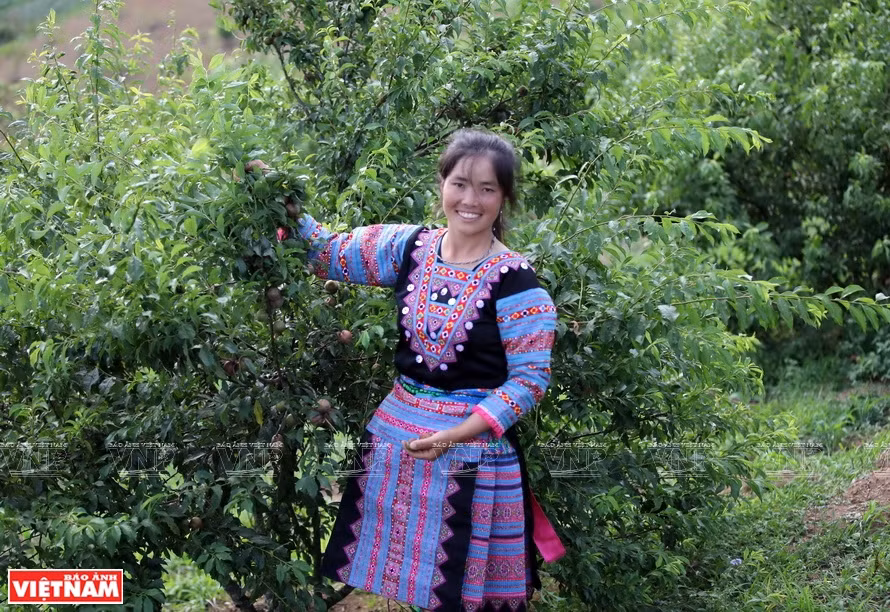 Vang Thi Hoa, d’ethnie H’Mong, est soutenue par le projet d’ACIAR pour transformer ses cultures de maïs en arbres fruitiers qui offrent des revenus élevés. 