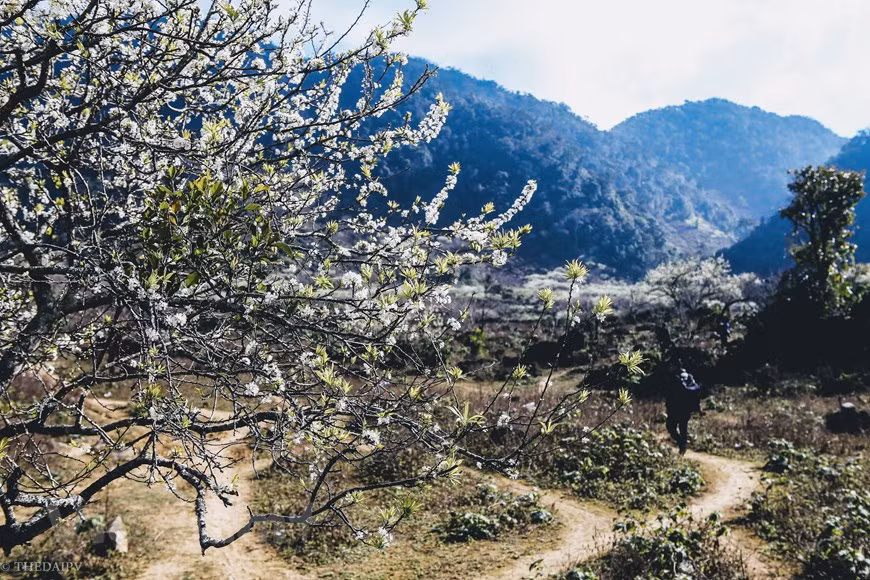 Les montagnes de Môc Châu couvertes des fleurs blanches des pruniers. Môc Châu, dans la province de Son La, est une des destinations choisies par de nombreux photographes, car ils peuvent y saisir de beaux moments et des paysages parfaits pour exercer leur créativité. Moc Chau est très populaire parmi les voyageurs vietnamiens en raison de ses paysages poétiques avec ses champs d’herbe sans fin, ses immenses jardins de pruniers et d’abricotiers ainsi que son atmosphère paisible et reposant. Les habitants du plateau sont majoritairement de 12 groupes ethniques, à savoir les Thaï (33%) les Hmong ( 25% ) et les Muong (18%). Photo: The Dai/Vietnam+ 