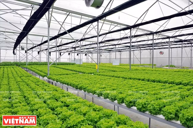  La serre de culture hydroponique de Delco Farm couvre plus de 1.000 m². 