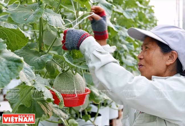  Soins aux jardins de cantaloups. 