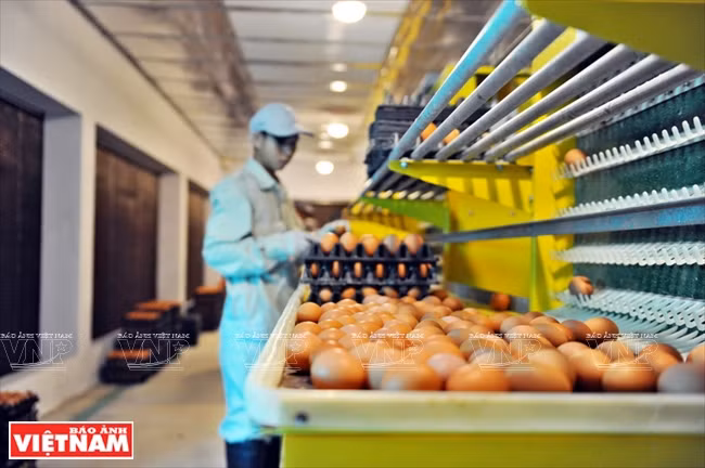  Les employés de Delco Farm ramassent des œufs. 