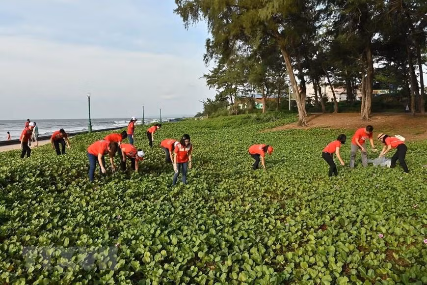 Des employés des resorts ramassent des déchets à la plage de Dôi Duong. Photo: VNA 