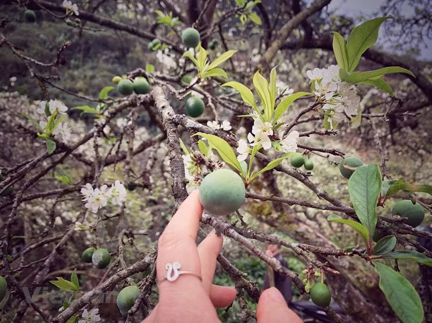 Au printemps, la fleur de prunier recouvre le plateau de Moc Chau d'une couleur fragile et immaculée. Les visiteurs sont émerveillés après avoir visité l'endroit. Pour les habitants du district de Moc Chau, le prunier est un don de la nature car cette variété d'arbre pousse très bien sur le sol des hauts plateaux et n'a pas besoin d'être entretenue avec soin. De plus, il apporte une valeur économique élevée. Récemment, outre la valeur économique de la vente de prunes, les habitants de Moc Chau peuvent tirer davantage parti de l'écotourisme communautaire. Les collectivités locales construisent un programme touristique unique. Le modèle touristique amènera les voyageurs à manger, vivre et récolter des prunes avec les locaux.