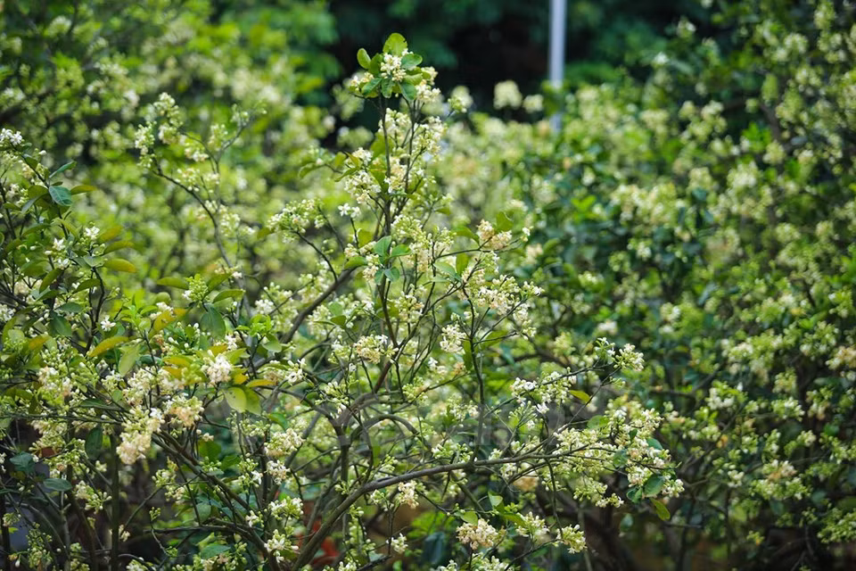 Le parfum agréable des fleurs blanches est présent partout.
