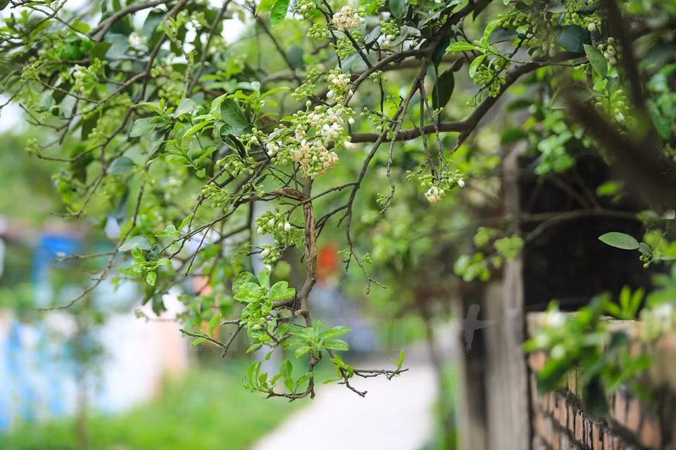 En mars, quand les sentiers sont recouverts par les bruines du printemps, les premières fleurs de pamplemoussier apparaissent.