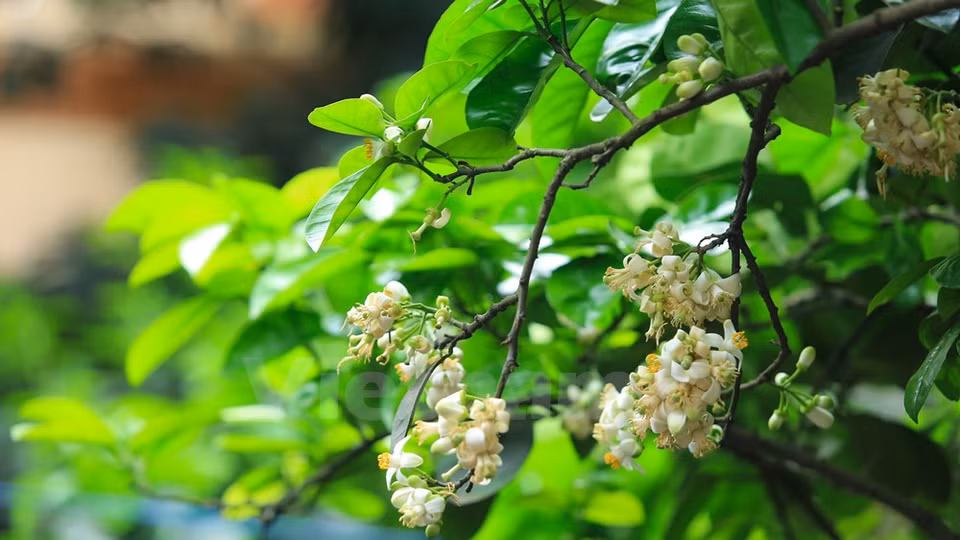Ses fleurs à cinq pétales blanches s’ouvrent et vantent leur pistil jaune au parfum si tenace.