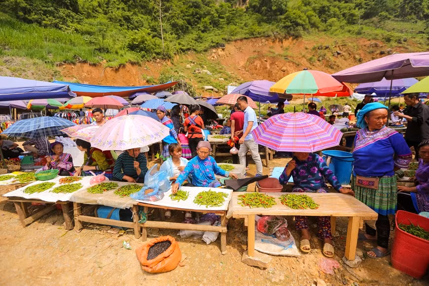Le marché est organisé par types de marchandises. Un coin pour le riz ou le maïs, un autre pour les tissus et vêtements, un troisième pour les légumes, etc... Certains étals ne vendent que des spécialités locales comme piments, cardamome, canne à sucre... Les marchandises sont abondantes, notamment les produits agricoles. Le marché de Cân Câu offre une vue générale de tout ce qui s’élève ou se cultive dans la région Nord-Ouest. D’après les H’Mông de la commune de Can Câu (district de Si Ma Cai), le commerce des buffles est l'un des principaux moyens de s’extraire de la pauvreté. C’est même devenu le fer de lance de l’économie locale. Photo : Minh Son/Vietnam+ 