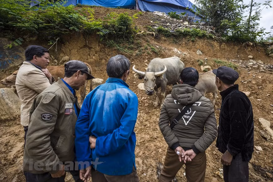 Tous les samedis, dans le district de Si Ma Cai (province de Lào Cai, Nord), un marché aux buffles attire des vendeurs et acheteurs à des centaines de kilomètres à la ronde, et même de Chine. Il s’agit de Can Câu, le plus grand marché aux buffles du Nord-Ouest. Situé dans une vallée, le marché aux buffles a une ambiance très animée. Un épais brouillard baigne la localité, d’où s’échappe le bruit des clochettes de centaines de buffles convergeant vers le marché. Sur la route No 153, des dizaines de camionnettes venant des provinces de Yên Bai, Tuyên Quang, Son La, Phu Tho, Hà Giang et Diên Biên entrent dans la commune, après une nuit de route. Photo : Minh Son/Vietnam+