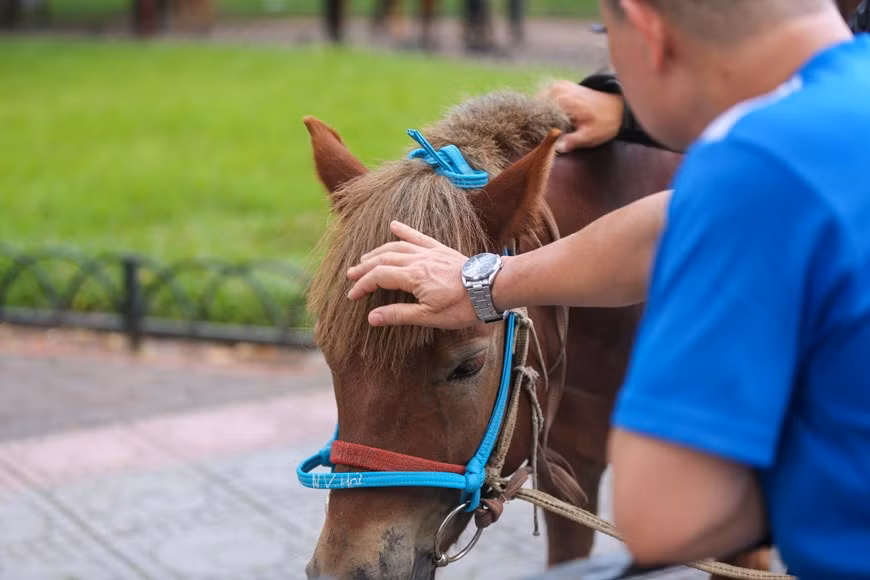 Parallèlement à la création de la Force de police mobile, le Commandement de la Police mobile entreprend également un processus de domestication et de formation de chevaux professionnels au service de la prévention et de la lutte contre la criminalité au Vietnam. C’est l’une des activités du programme et du plan mis au point par le Commandement de la police mobile pendant des mois. Dans le même temps, les résultats obtenus à ce jour ont été communiqués aux délégués de la neuvième session de la XIVe législature de l’Assemblée nationale. Pour le défilé, une soixantaine de chevaux mongols de race pure se sont présentés tôt près du bâtiment de l'Assemblée nationale, situé dans la capitale. Photo : Minh Son/VietnamPlus 