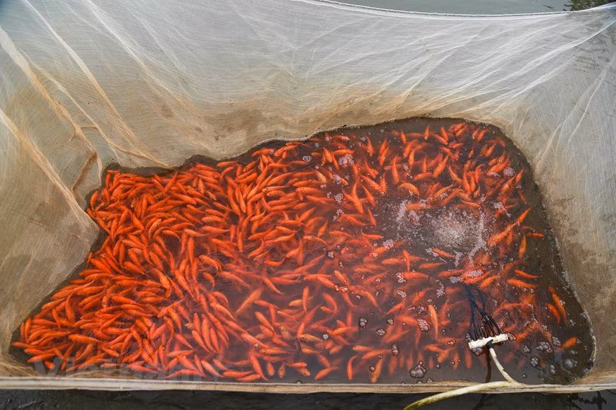 Au moment de la pêche au Têt Tao Quân, le carassin doré se vend bien sur le marché. Alors, le métier d’élevage des carassins dorés est très lucratif.