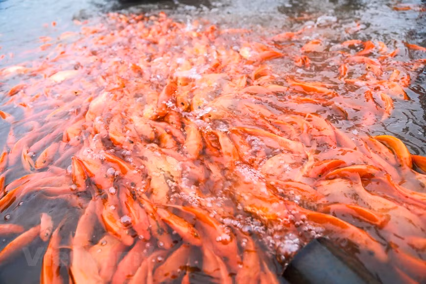 Ces dernières années, l’élevage des carassins dorés contribue d’ores et déjà à faire fortune à plusieurs foyers locaux et change la physionomie de la moyenne région montagneuse Thuy Trâm. 